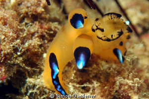 Thecacera pacifca  shot at inchscape II with nikon D70s a... by Simon Gardener 